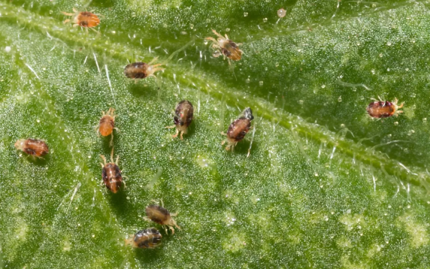 How to Tell If You Have a Termite Problem at Home
