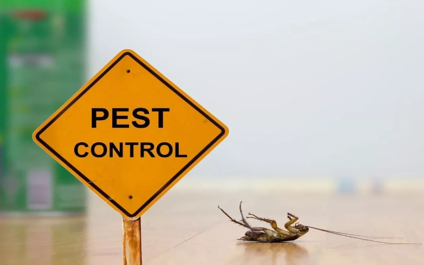 What’s The Best Treatment for Pests in Melbourne?